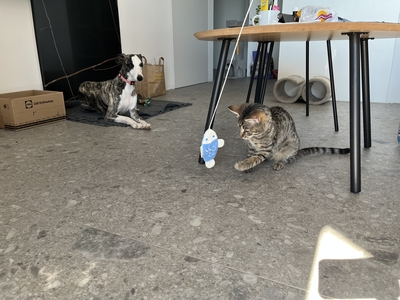 YUGO, Gewöhnliche Katze Jungtier - Kater