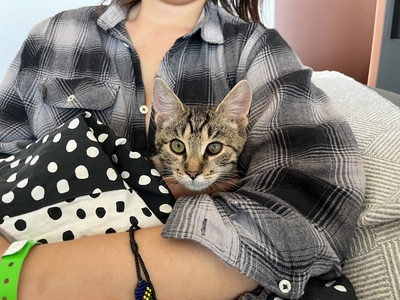 YUGO, Gewöhnliche Katze Jungtier - Kater