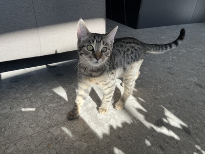 YUGO, Gewöhnliche Katze Jungtier - Kater
