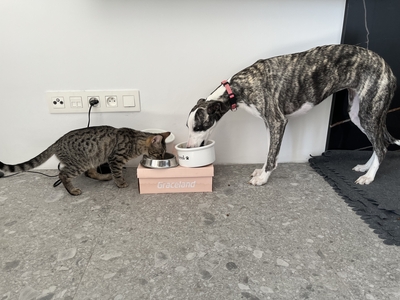 YUGO, Gewöhnliche Katze Jungtier - Kater