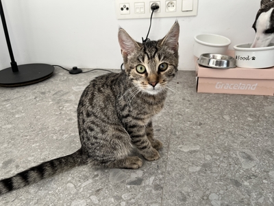 YUGO, Gewöhnliche Katze Jungtier - Kater