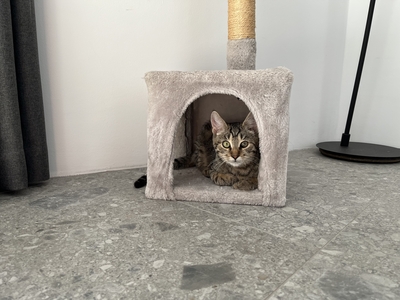 YUGO, Gewöhnliche Katze Jungtier - Kater