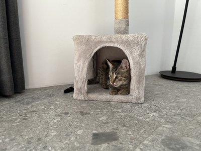 YUGO, Gewöhnliche Katze Jungtier - Kater