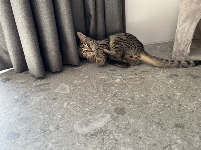 YUGO, Gewöhnliche Katze Jungtier - Kater