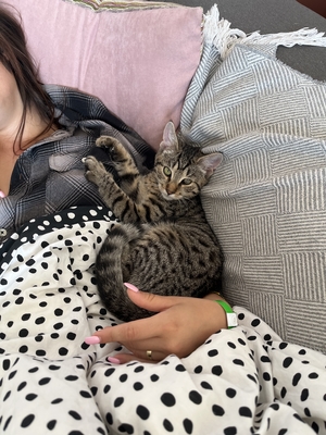 YUGO, Gewöhnliche Katze Jungtier - Kater