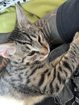 YUGO, Gewöhnliche Katze Jungtier - Kater