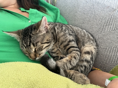 YUGO, Gewöhnliche Katze Jungtier - Kater