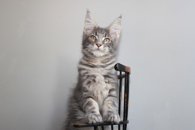 Yannik A Star Coon, Maine Coon Babys Jungtier - Kater