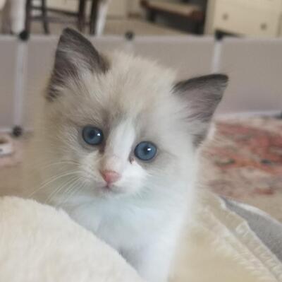 Yara, Ragdoll Jungtier - Katze