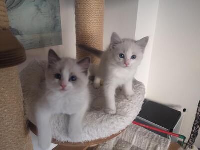 Yara, Ragdoll Jungtier - Katze