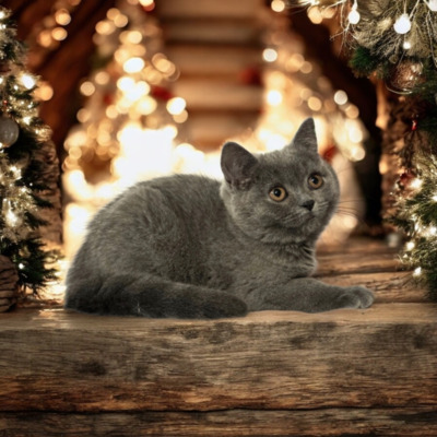 Yaris Phantom der Oper, Britisch Kurzhaar Jungtier - Katze