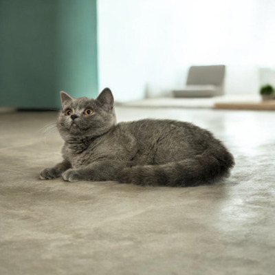 Yaris Phantom der Oper, Britisch Kurzhaar Jungtier - Katze