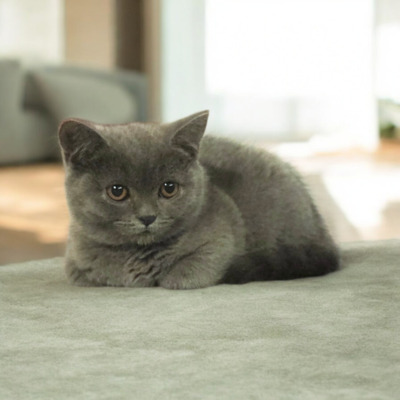 Yaris Phantom der Oper, Britisch Kurzhaar Jungtier - Katze