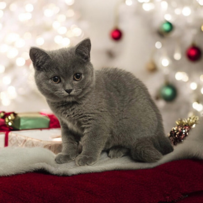 Yaris Phantom der Oper, Britisch Kurzhaar Jungtier - Katze