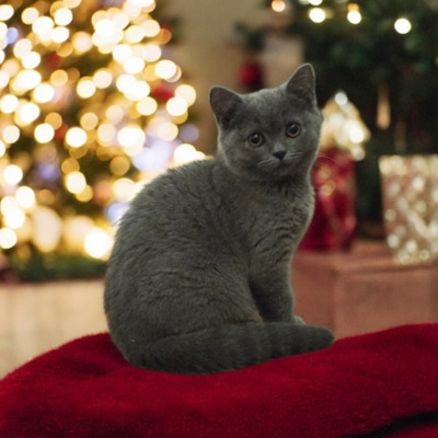 Yaris Phantom der Oper, Britisch Kurzhaar Jungtier - Katze