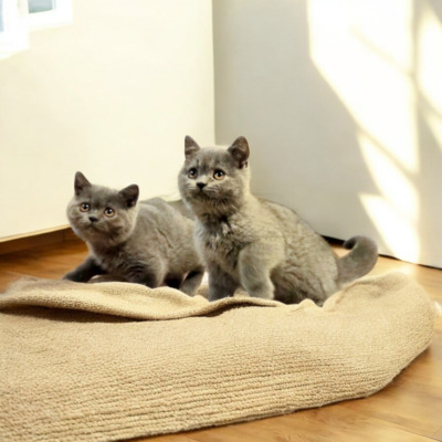 Yaris Phantom der Oper, Britisch Kurzhaar Jungtier - Katze