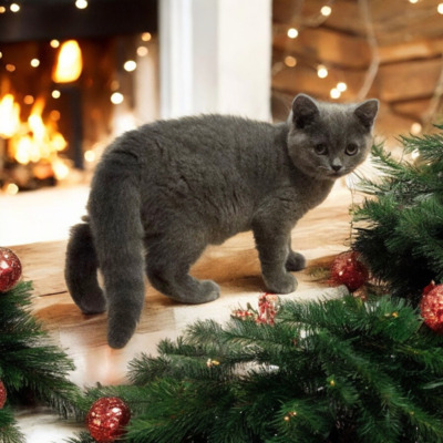 Yaris Phantom der Oper, Britisch Kurzhaar Jungtier - Katze