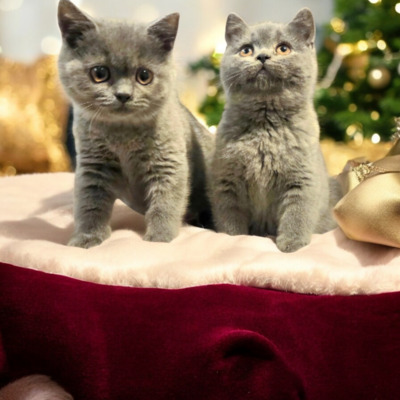 Yaris Phantom der Oper, Britisch Kurzhaar Jungtier - Katze