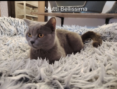 Yaris Phantom der Oper, Britisch Kurzhaar Jungtier - Katze