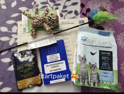 Yaris Phantom der Oper, Britisch Kurzhaar Jungtier - Katze