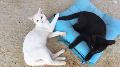 Yesha & Nei - Unzertrennliche Geschwister, ca. 6 Monate, Mischling - Katze