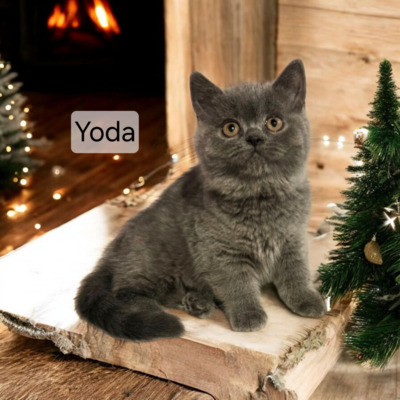 Yoda Phantom der Oper, Britisch Kurzhaar Jungtier - Katze