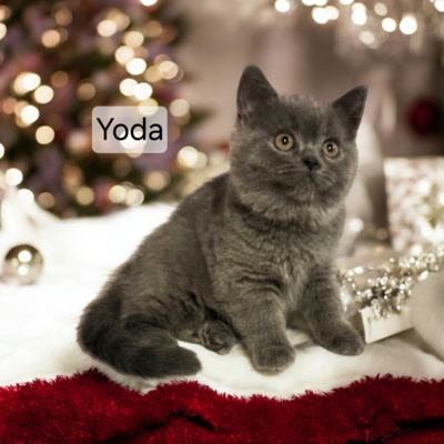 Yoda Phantom der Oper, Britisch Kurzhaar Jungtier - Katze