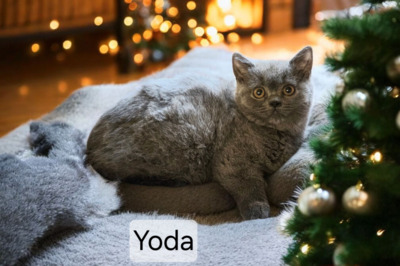 Yoda Phantom der Oper, Britisch Kurzhaar Jungtier - Katze
