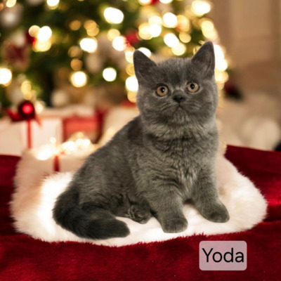 Yoda Phantom der Oper, Britisch Kurzhaar Jungtier - Katze