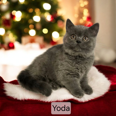 Yoda Phantom der Oper, Britisch Kurzhaar Jungtier - Katze