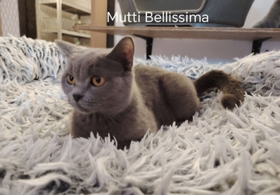 Yoda Phantom der Oper, Britisch Kurzhaar Jungtier - Katze