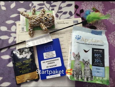 Yoda Phantom der Oper, Britisch Kurzhaar Jungtier - Katze