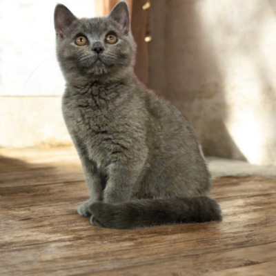 Ypsilon Phantom der Oper, Britisch Kurzhaar Jungtier - Kater