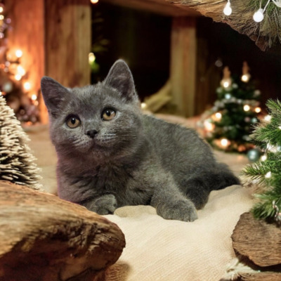 Ypsilon Phantom der Oper, Britisch Kurzhaar Jungtier - Kater