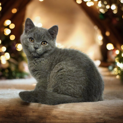 Ypsilon Phantom der Oper, Britisch Kurzhaar Jungtier - Kater