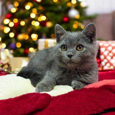 Ypsilon Phantom der Oper, Britisch Kurzhaar Jungtier - Kater