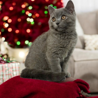 Ypsilon Phantom der Oper, Britisch Kurzhaar Jungtier - Kater