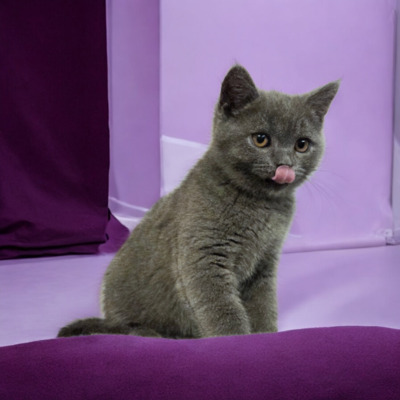 Ypsilon Phantom der Oper, Britisch Kurzhaar Jungtier - Kater