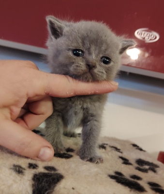 Ypsilon und Ylona, Britisch Kurzhaar Jungtier - Katze