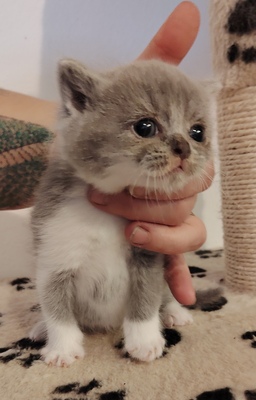 Ypsilon und Ylona, Britisch Kurzhaar Jungtier - Katze