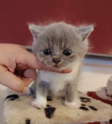 Ypsilon und Ylona, Britisch Kurzhaar Jungtier - Katze