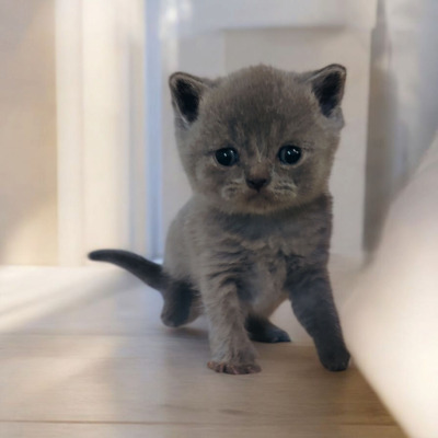 Ypsilon und Ylona, Britisch Kurzhaar Jungtier - Katze