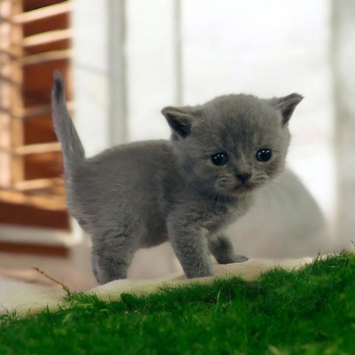 Ypsilon und Ylona, Britisch Kurzhaar Jungtier - Katze