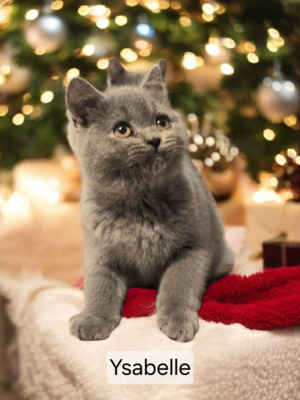 Ysabelle Phantom der Oper, Britisch Kurzhaar Jungtier - Katze