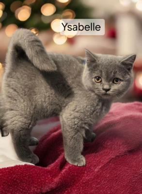 Ysabelle Phantom der Oper, Britisch Kurzhaar Jungtier - Katze