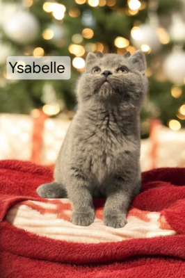 Ysabelle Phantom der Oper, Britisch Kurzhaar Jungtier - Katze
