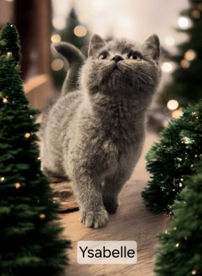 Ysabelle Phantom der Oper, Britisch Kurzhaar Jungtier - Katze