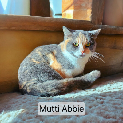 Ysabelle Phantom der Oper, Britisch Kurzhaar Jungtier - Katze