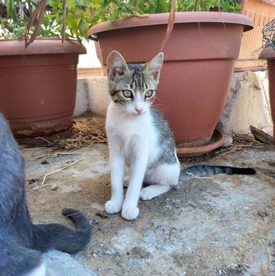 Yujin - Intelligentes Katzenmädchen, ca. 10 Monate, Mischling - Katze