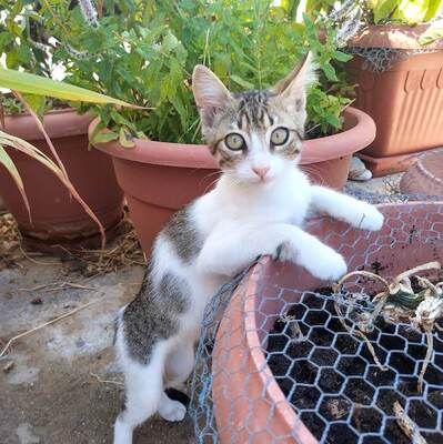 Yujin - Intelligentes Katzenmädchen, ca. 10 Monate, Mischling - Katze